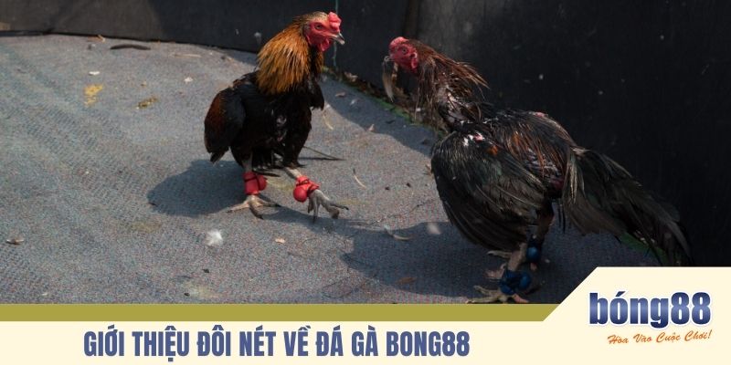Giới thiệu đôi nét về bộ môn đá gà bong88  