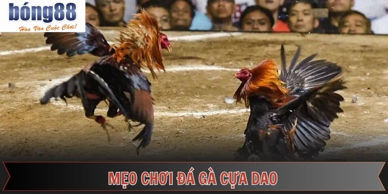 Chiến lược chọi kê cựa dao từ bậc thầy đỉnh cao